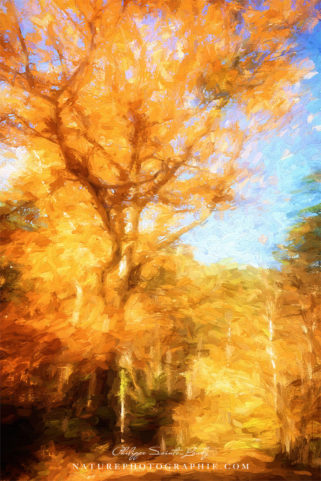 Automne Jaune