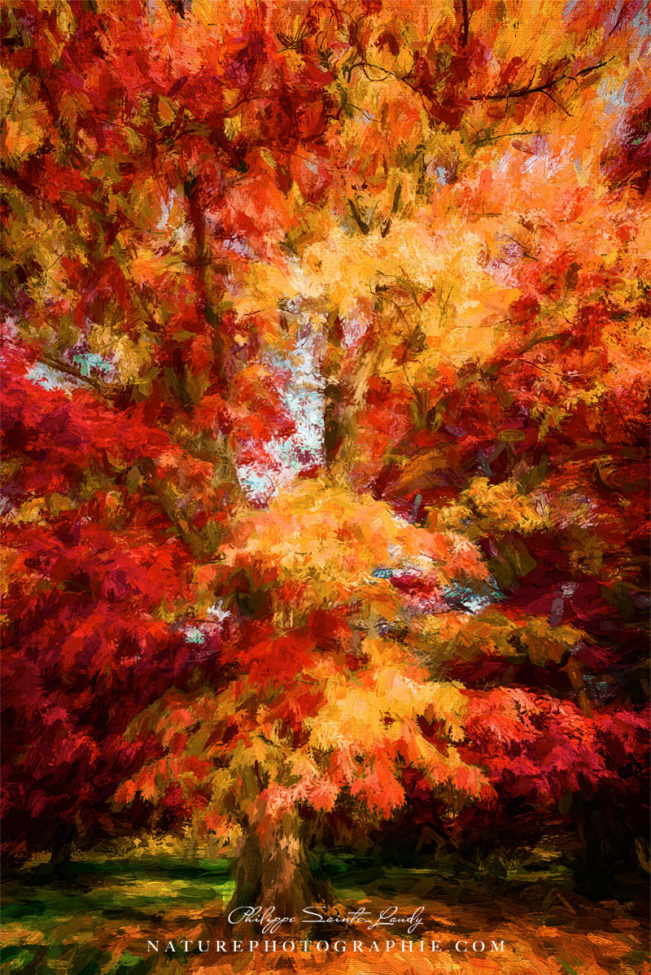 LES PLUS BELLES PHOTOS DE NATURE PHOTOGRAPHIE