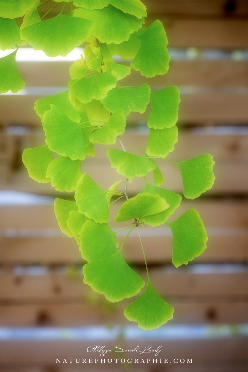 Branche de Ginkgo