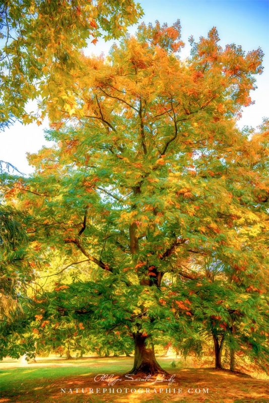 Chêne en Automne