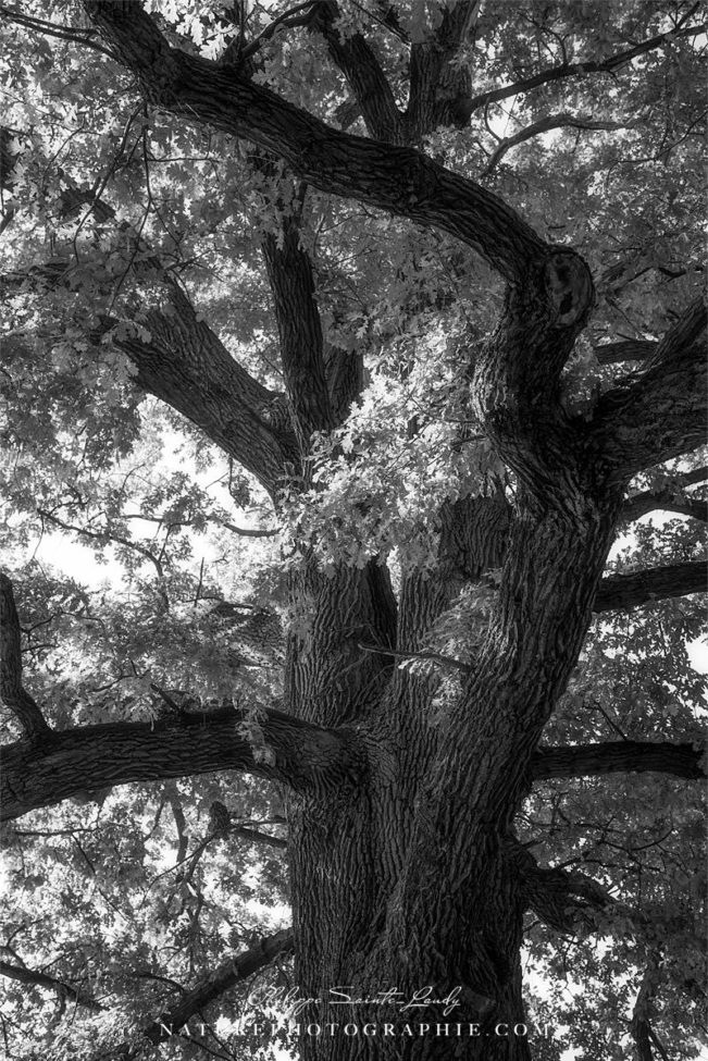 Chêne en noir et blanc
