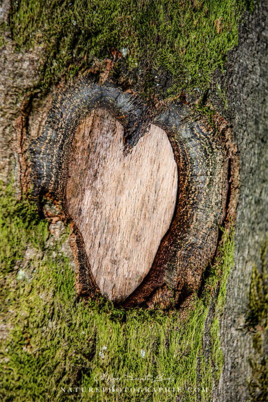 Coeur de Bois