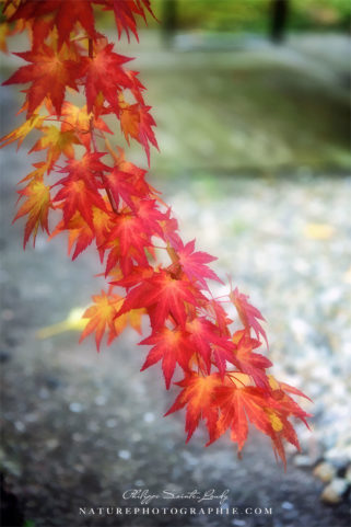 Couleurs de l'automne