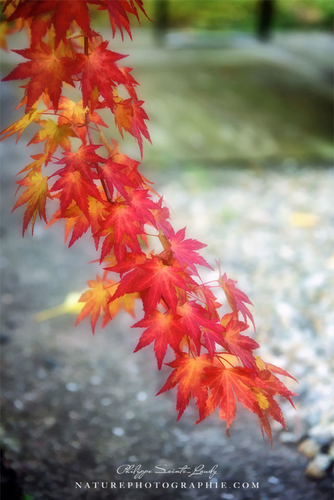 Couleurs de l'automne