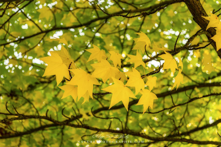 Dans le vent de l'automne