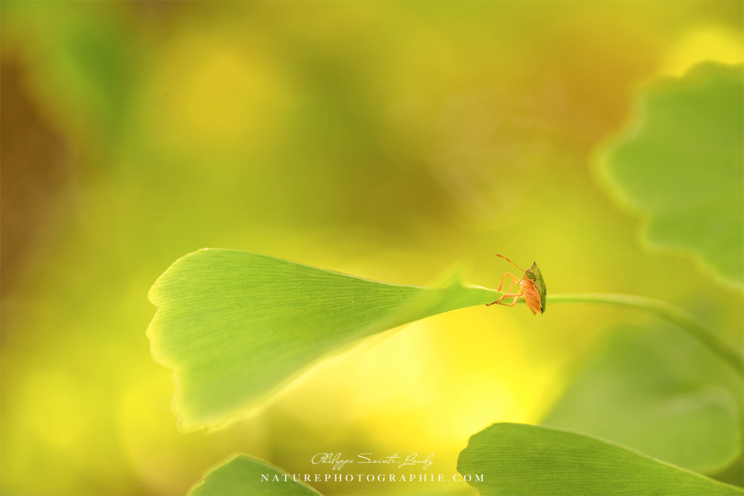 Un insecte sur une feuille de ginkgo