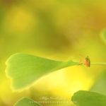 Un insecte sur une feuille de ginkgo