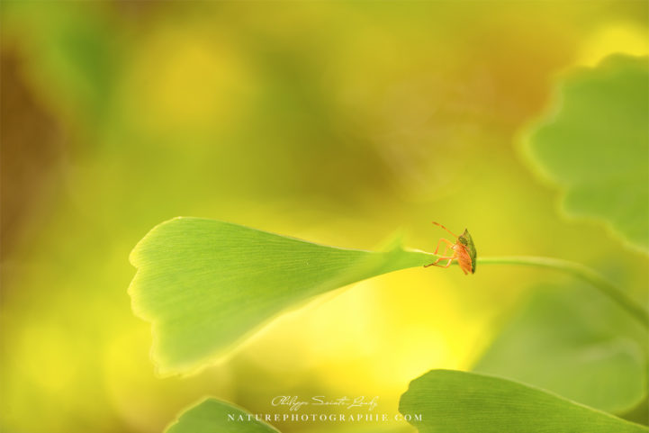 Un insecte sur une feuille de ginkgo