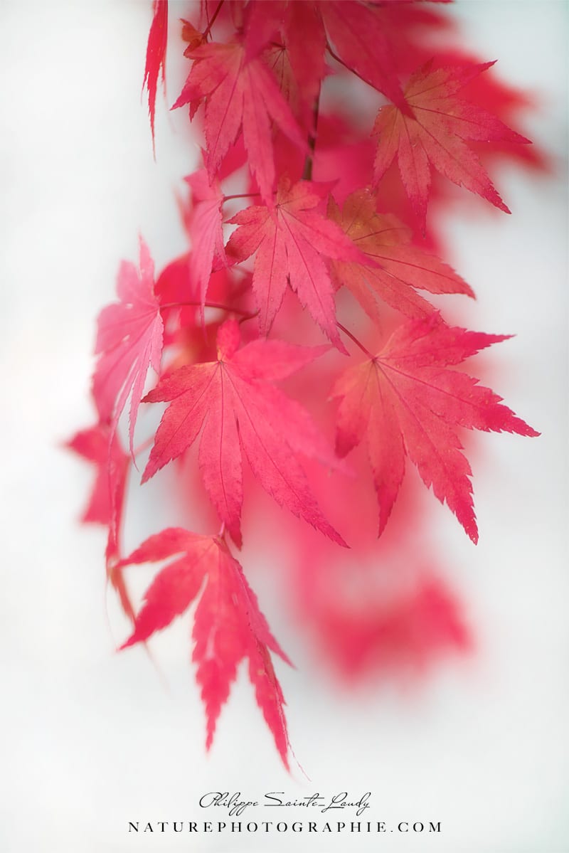 Feuille d'érable rouge en mouvement