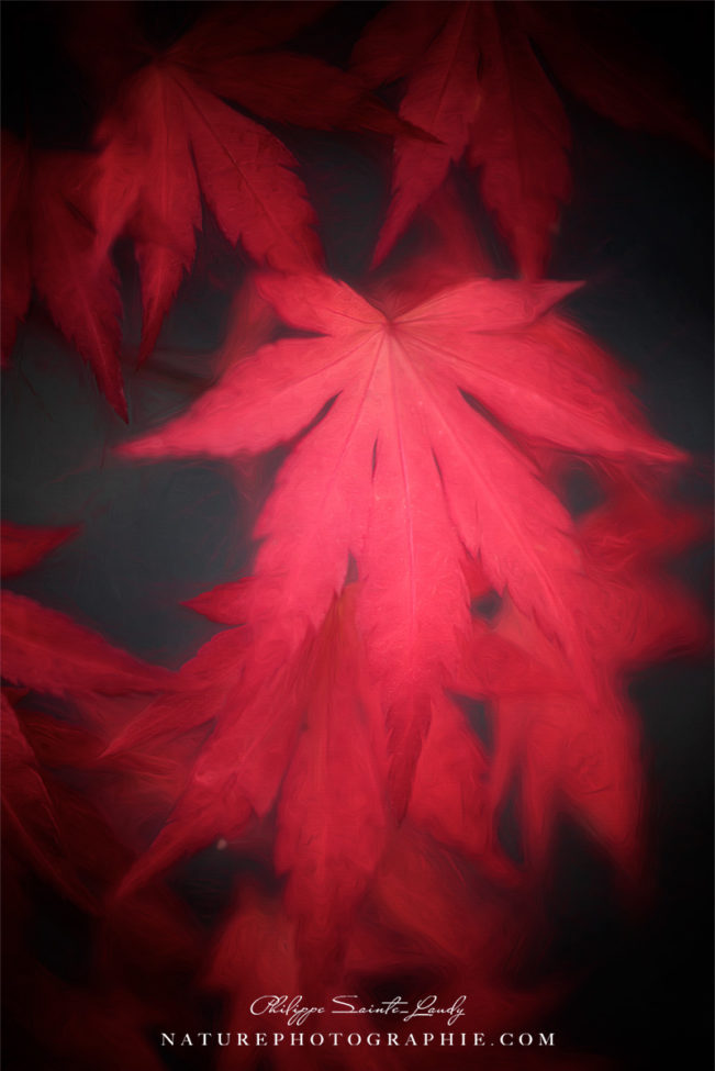 Feuille d'érable rouge