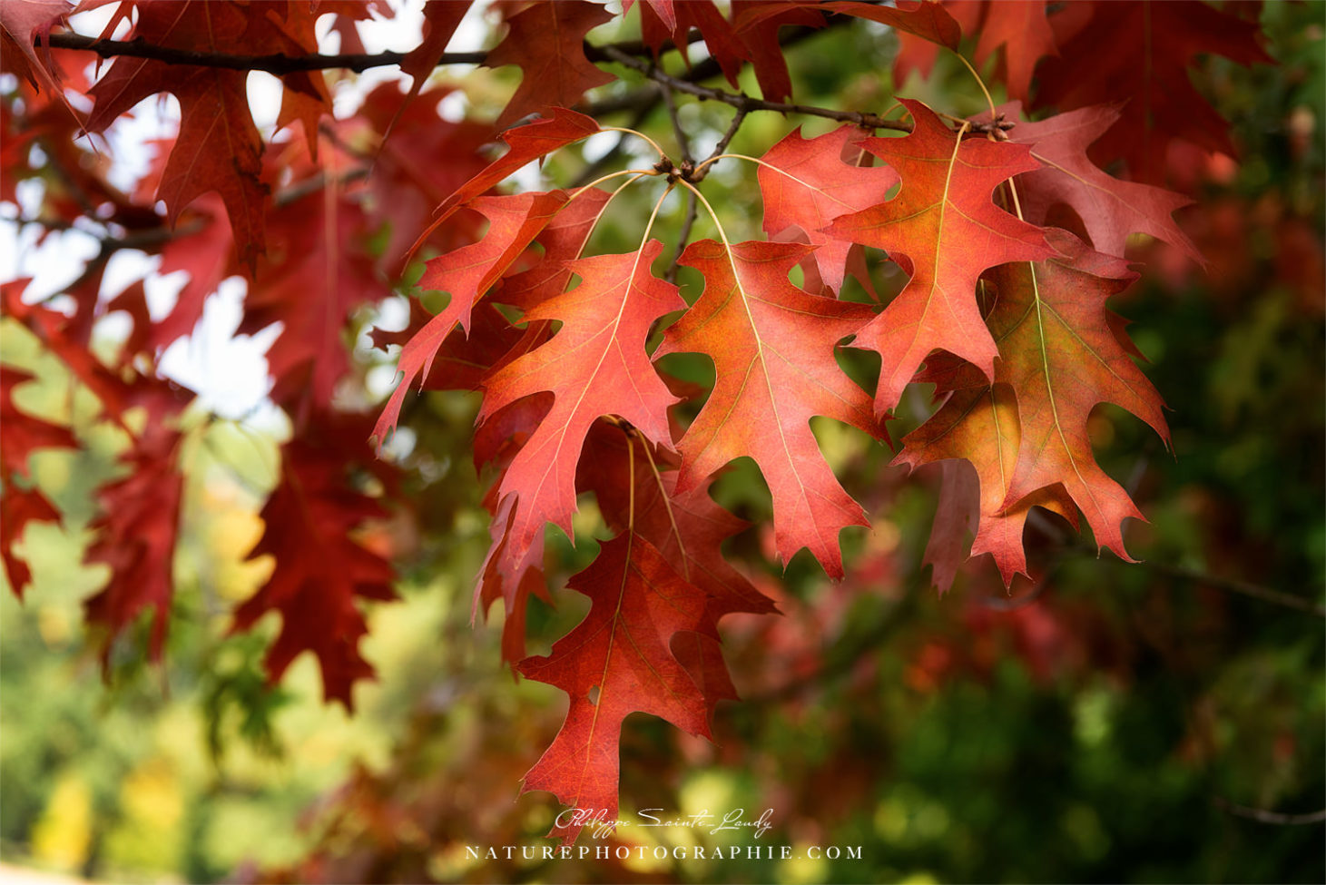 Feuilles de chêne en automne
