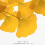 Feuilles Jaune de Ginkgo