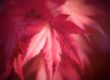 Feuilles rouge d'érable