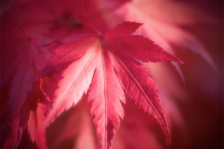 Feuilles rouge d'érable