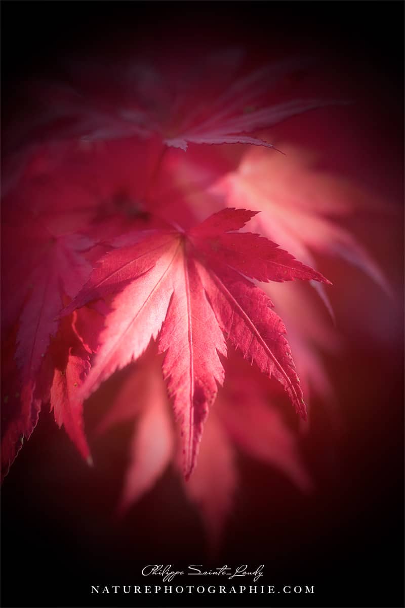 Feuilles rouge d'érable