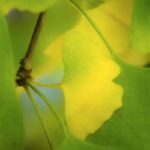 Gingko, signe de paix