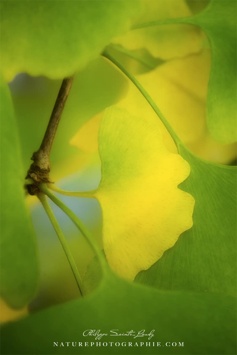 Gingko, signe de paix