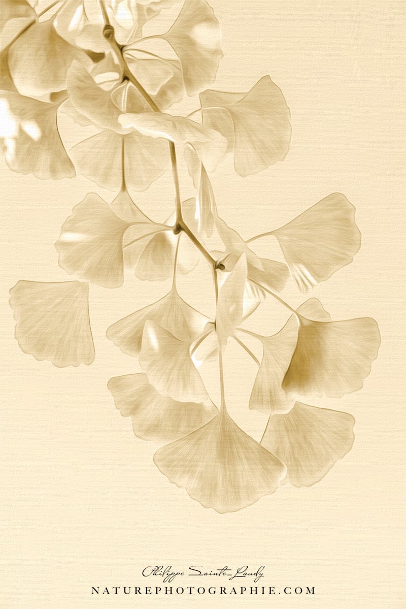 Ginkgo Biloba Vintage