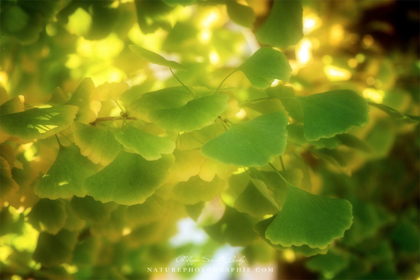 Ginkgo dans la lumière