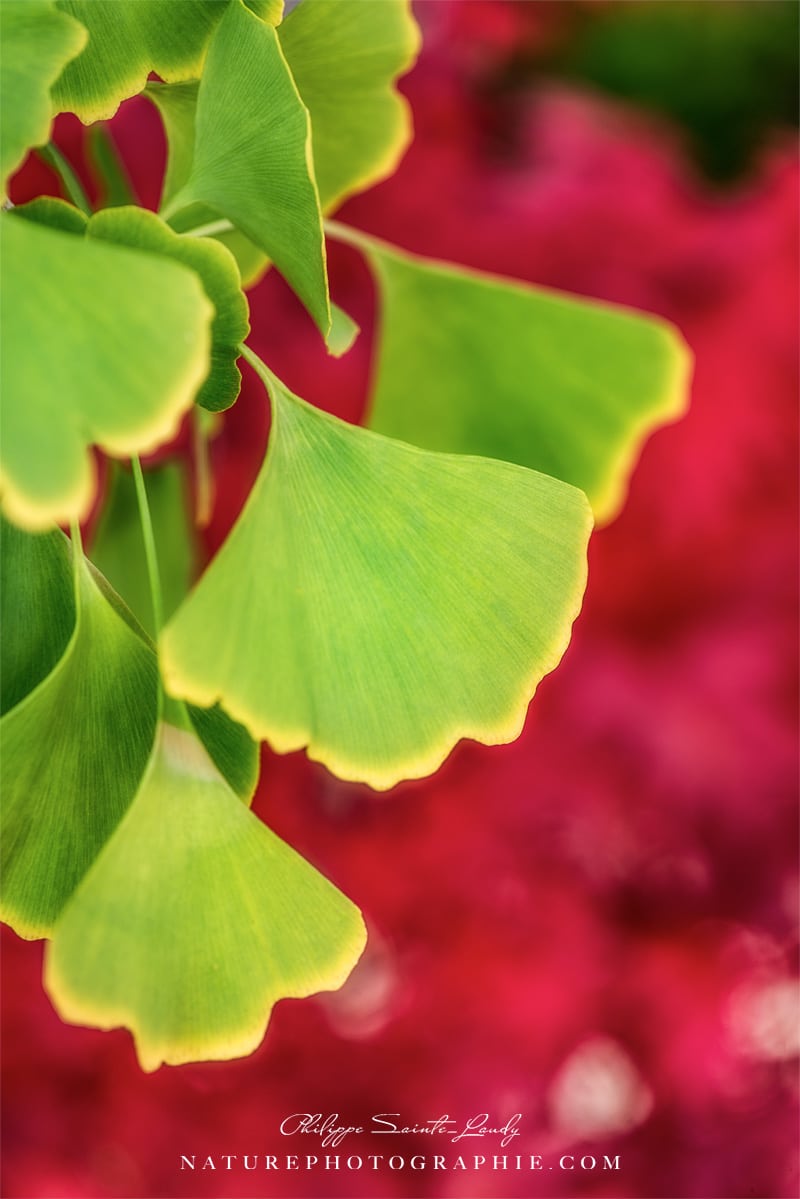 Ginkgo sur fond d'érable