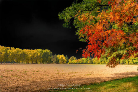 Ciel noir et couleurs d'automne