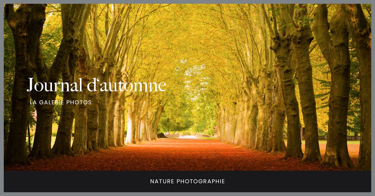 Journal d'automne, la galerie photos