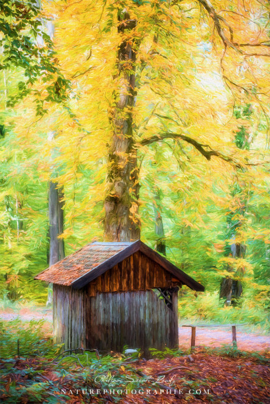 La Cabane dans les Bois