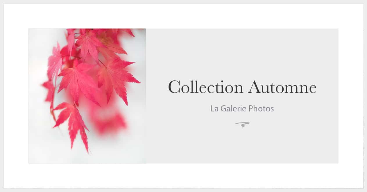 Les photos d'automne