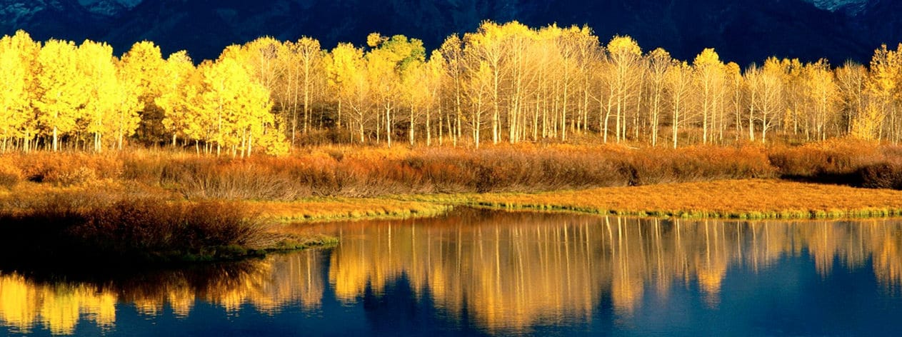 Pando