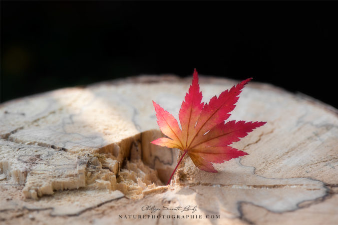 Pose Automne Pose Automne