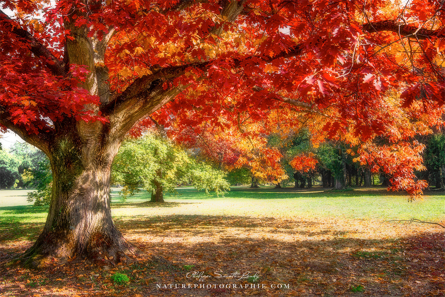 Rêve d'automne