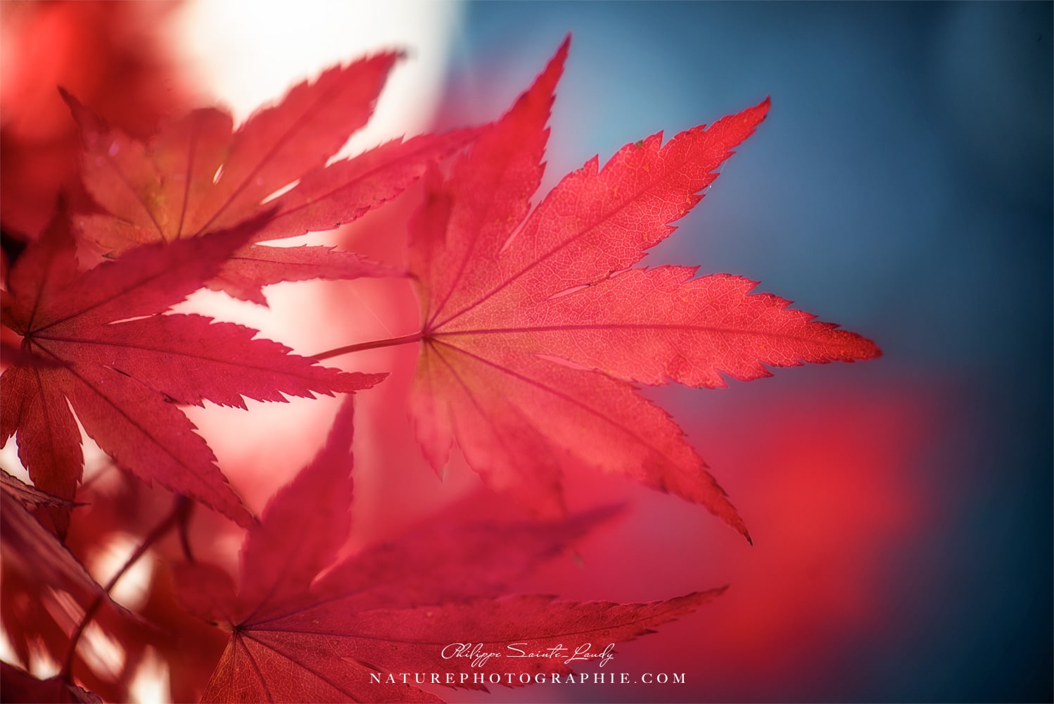 Rouge Érable