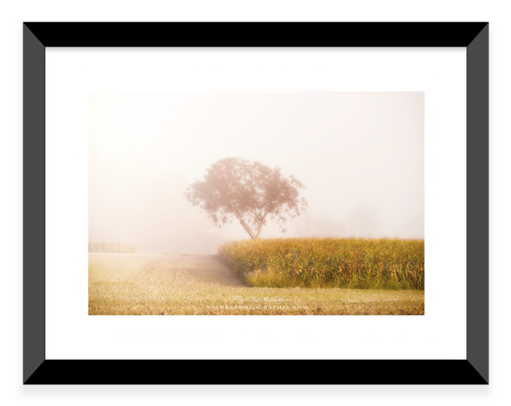 Un arbre dans la brume