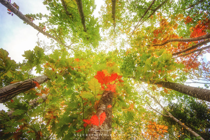 Vue d'automne en forêt