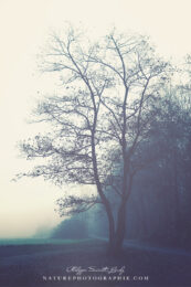 Autumn Blues