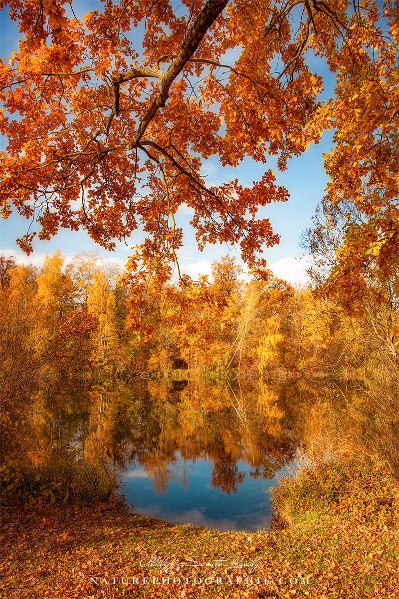 Autumn Crown