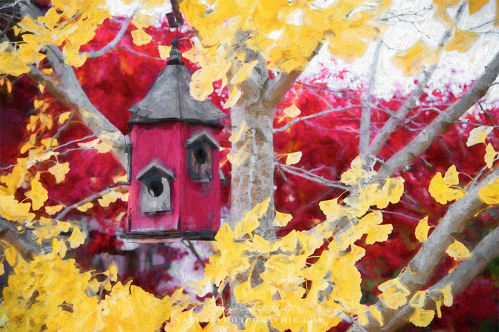 Birdhouse in a Ginkgo
