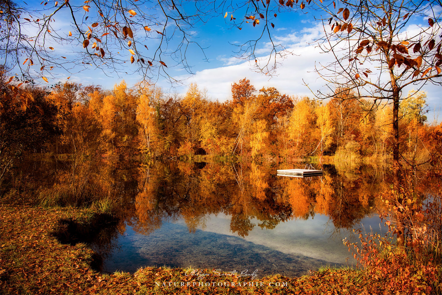 Des abres au bord de l'eau en automne