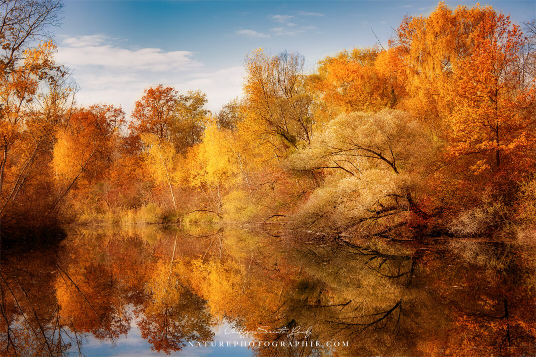 Forêt d'automne au bord de l'eau
