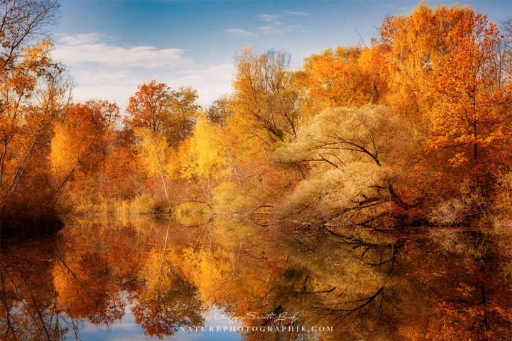 Forêt d'automne au bord de l'eau