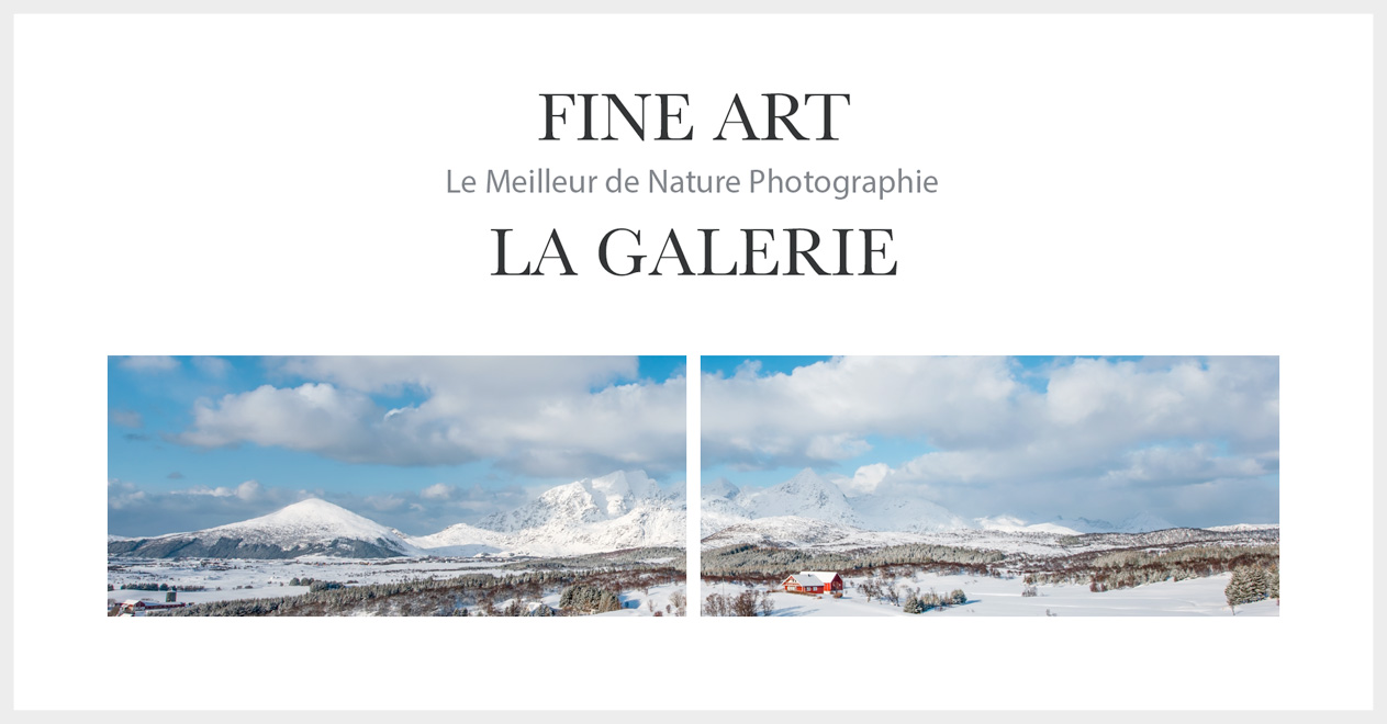 Fine Art - La Galerie Photos