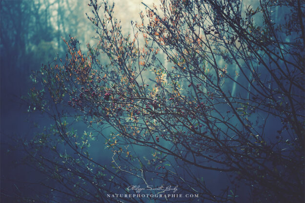 Goodbye Autumn