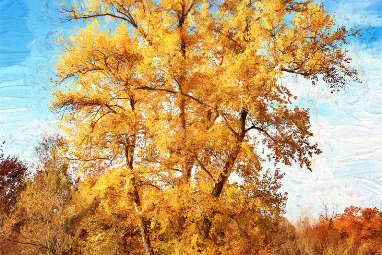 Paintographie automnale d'un arbre