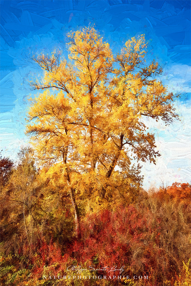 Paintographie automnale d'un arbre