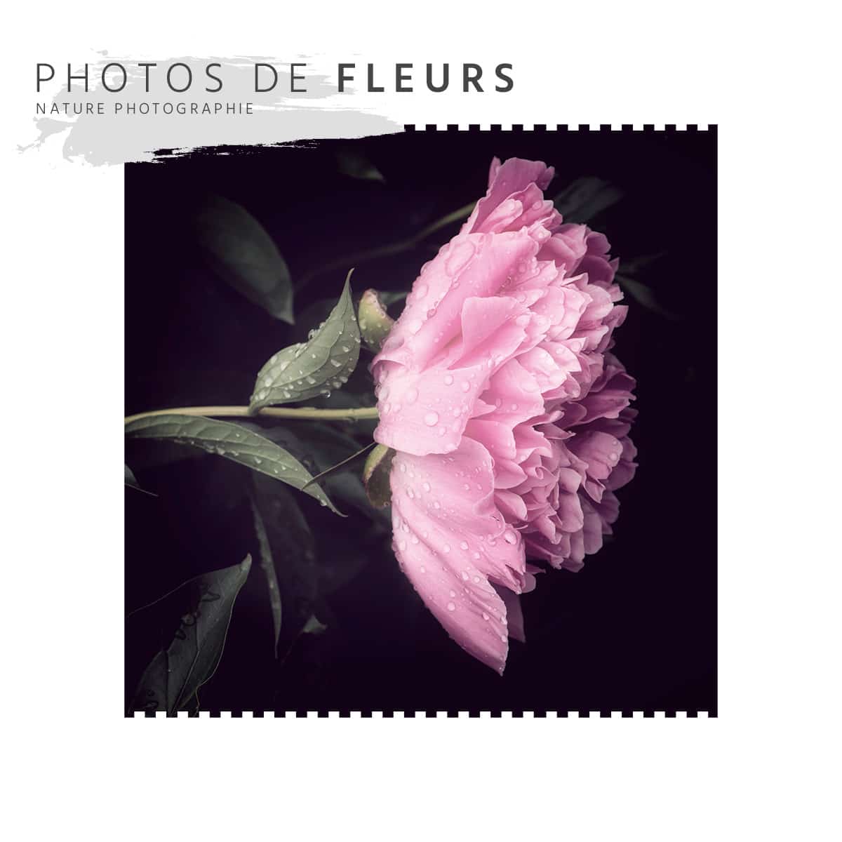 Photos de fleurs