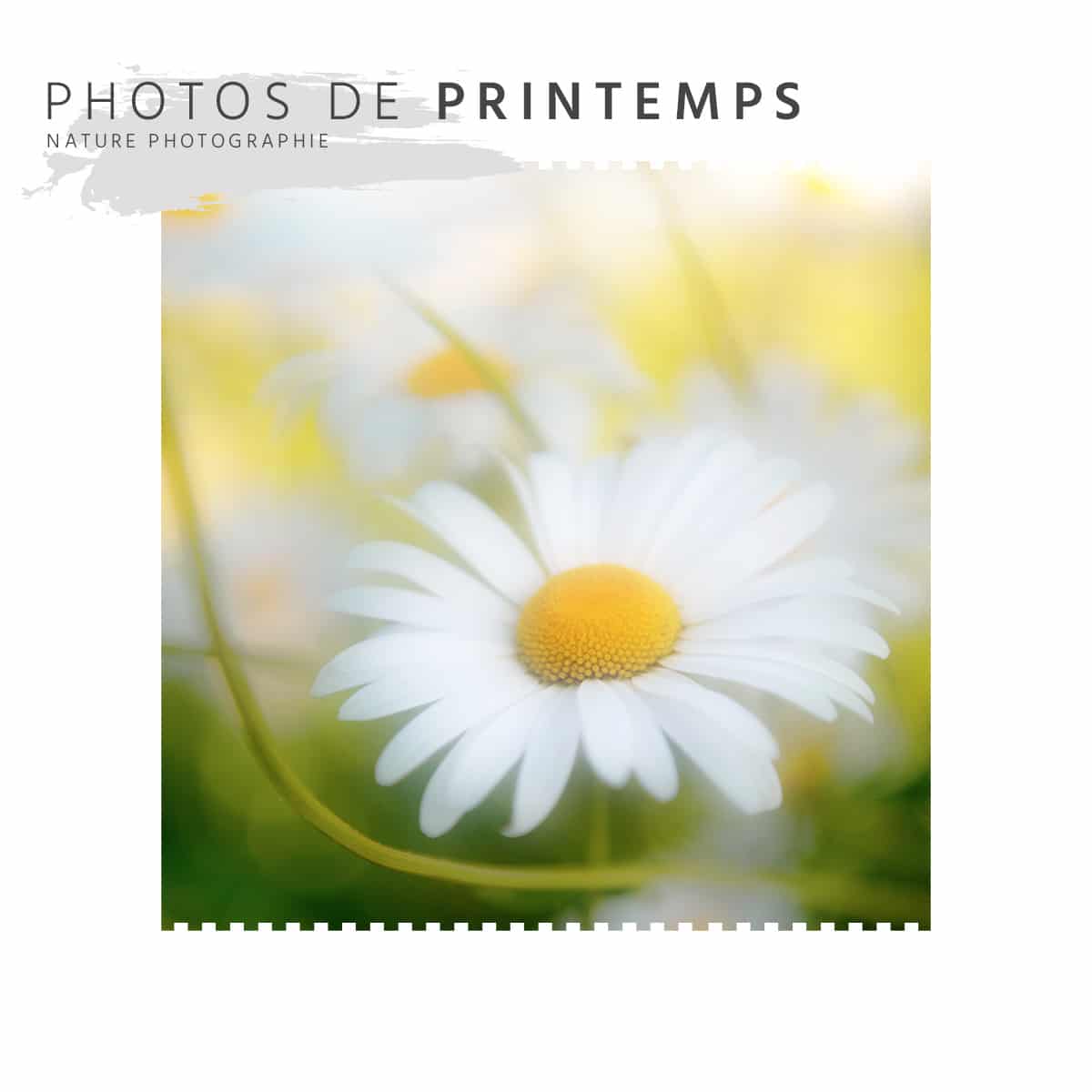 Photos de Printemps