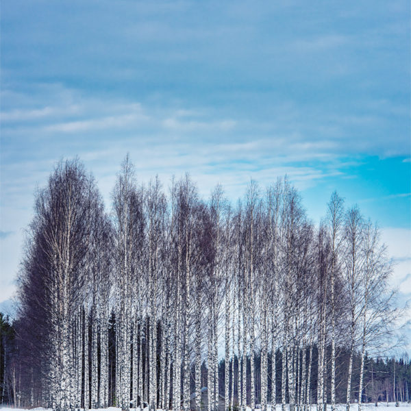 Trees of Eternity Trees of Eternity