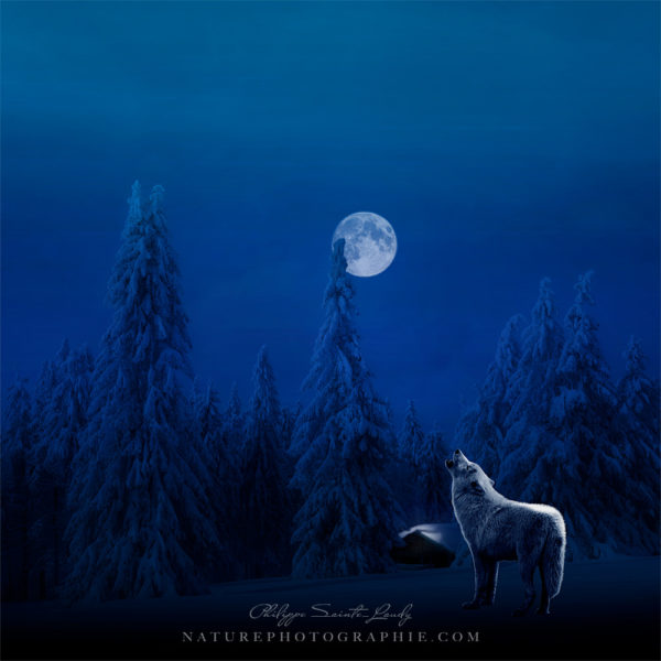 Cry to the Moon Cry to the Moon