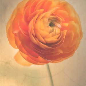 Buttercup Orange Photo de renoncule