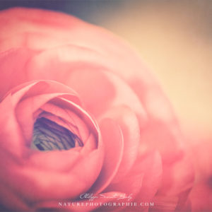 Buttercup Rose Renoncule en gros plan